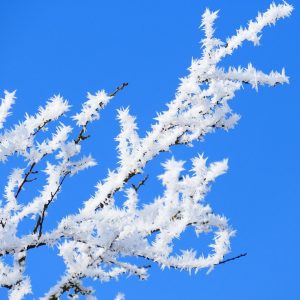 New Years Eve at Samye Foundation Centre Cardiff