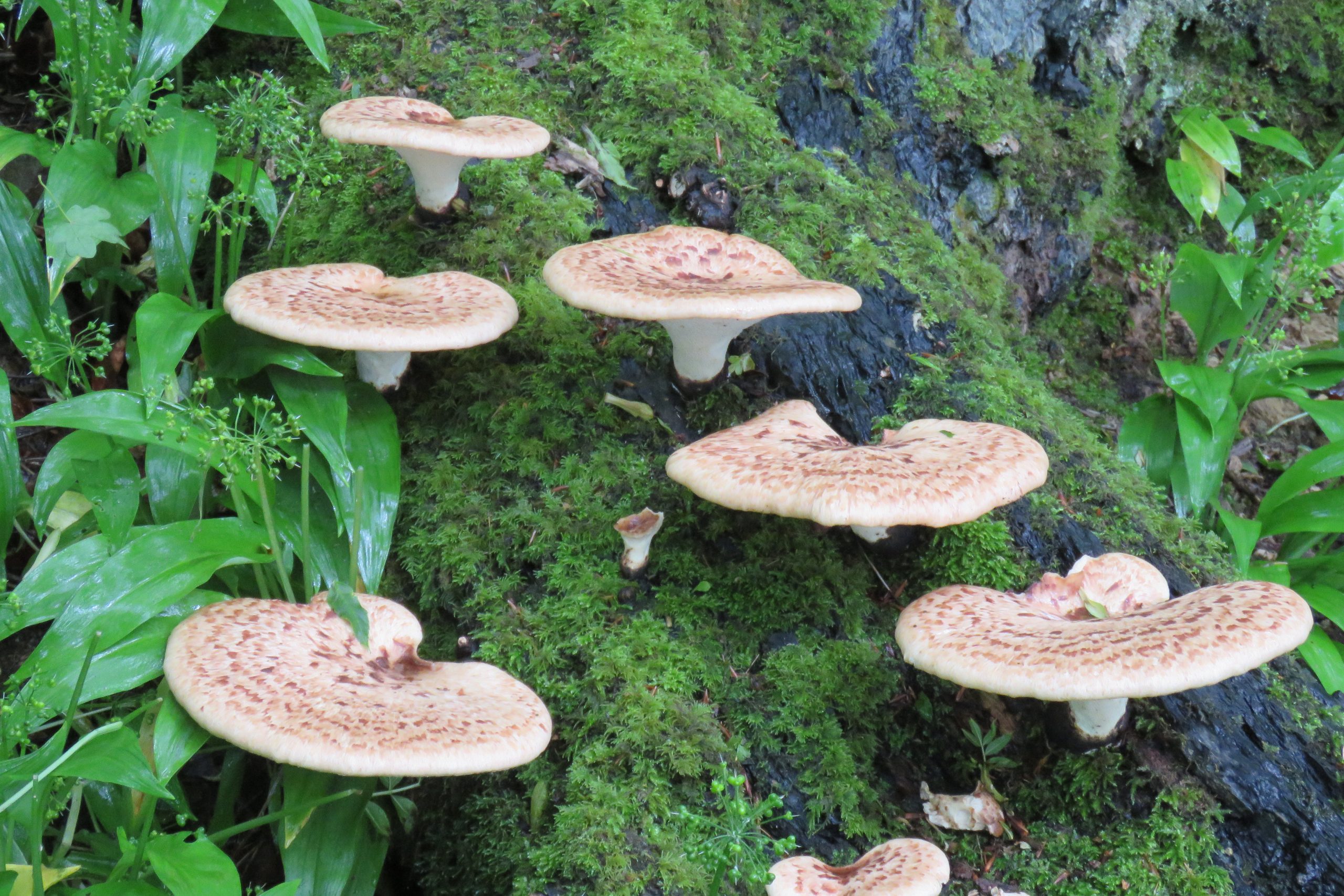 Cefn Onn Ridge Nature Walk Report